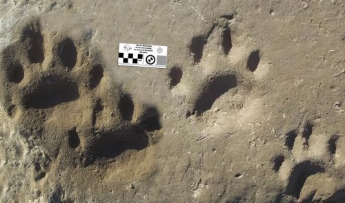 Fossilised sabre-toothed tiger prints found in Miramar, Buenos Aires province
