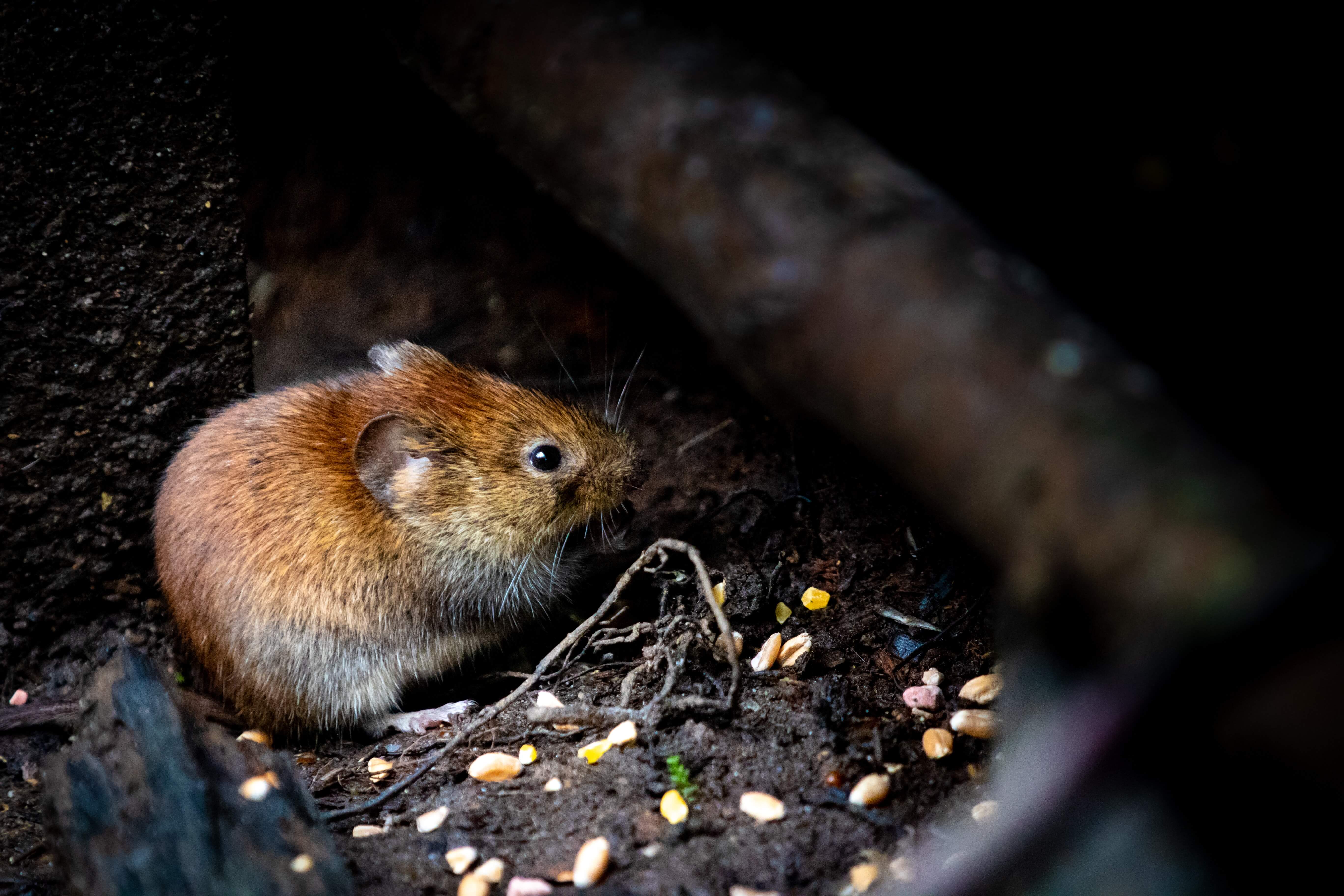 Three new deaths from hantavirus confirmed in Chubut