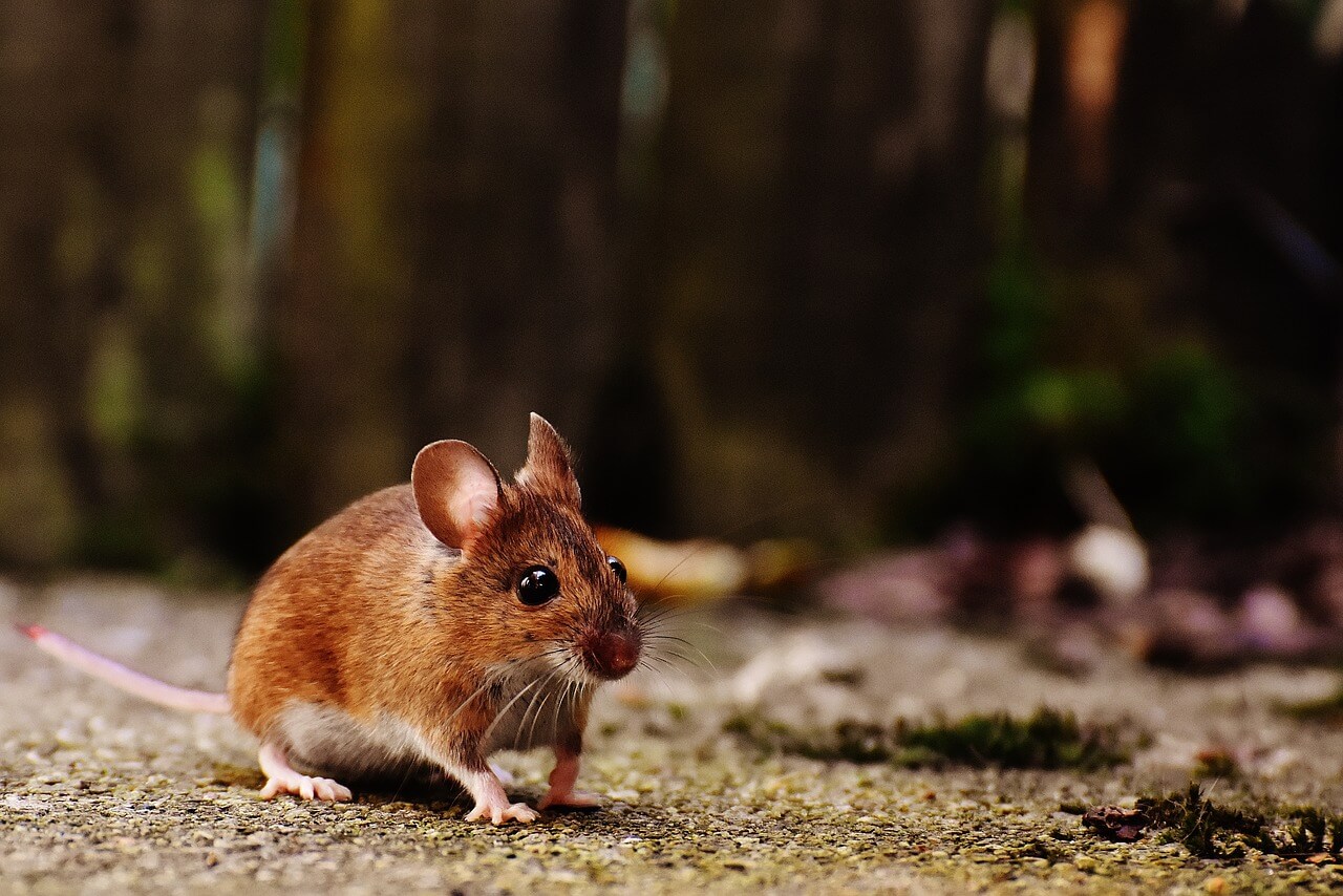 Hantavirus – What are they symptoms, and where has it spread?