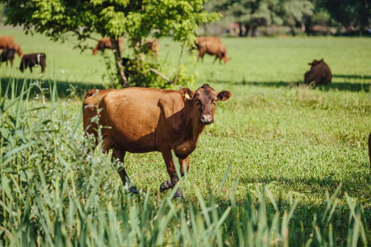 Argentina warns beef producers to help slow country’s inflation