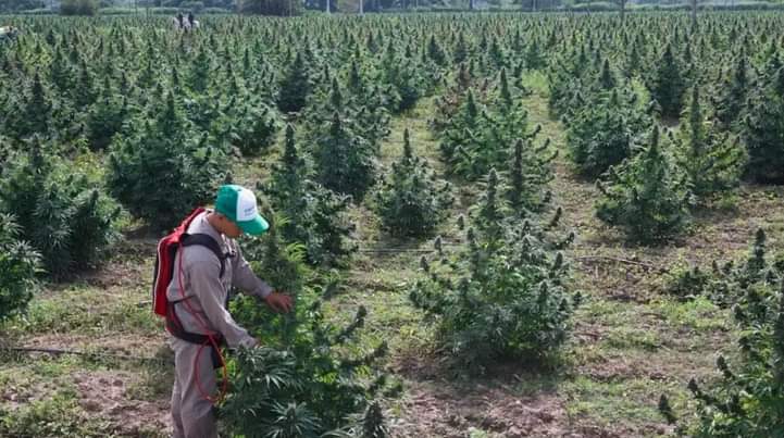 Marihuana in Argentina: Jujuy province hits a landmark in the production of medicinal cannabis